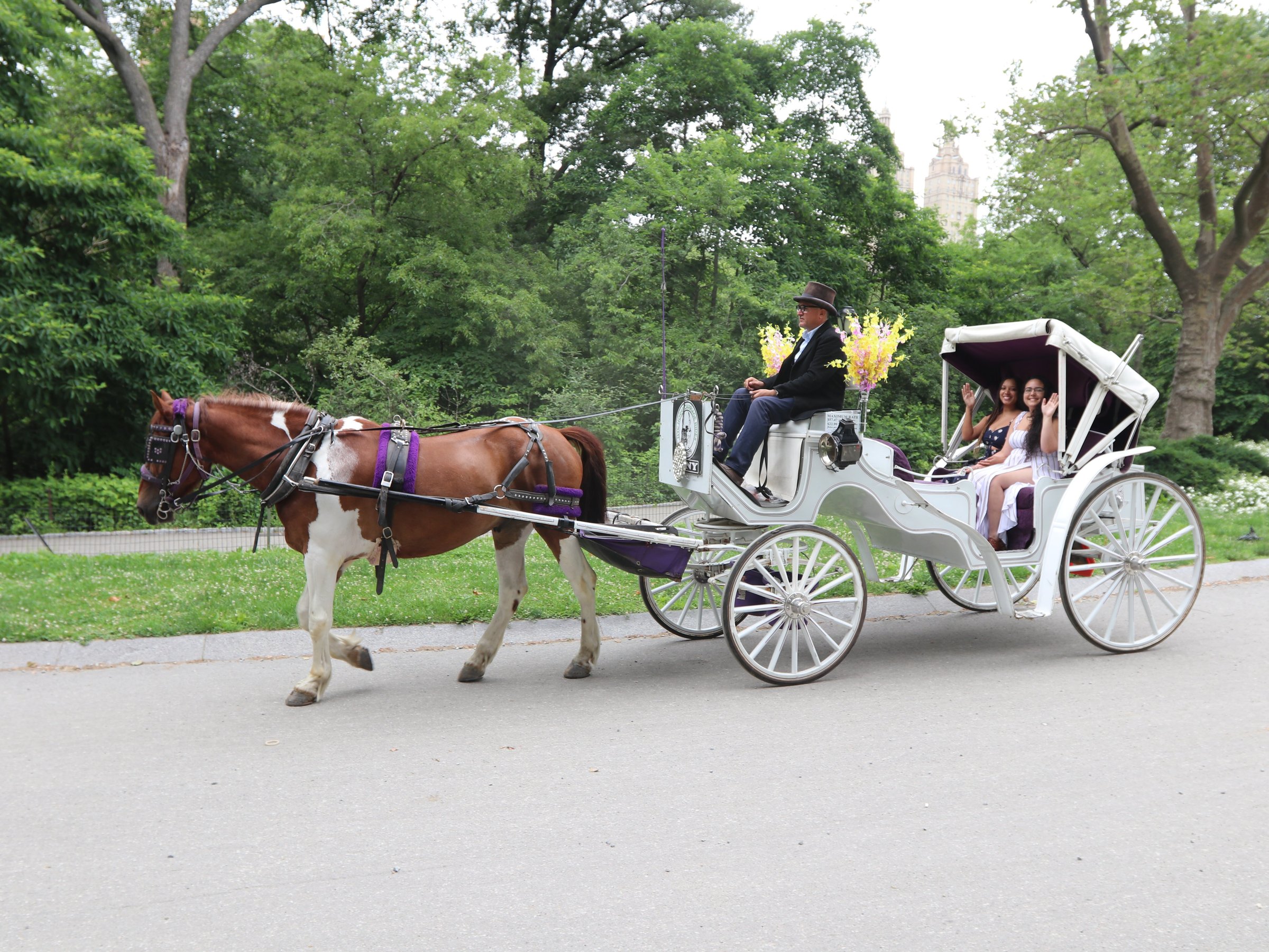 NYC Horse Carriage Rides (New York City) - All You Need to Know BEFORE ...