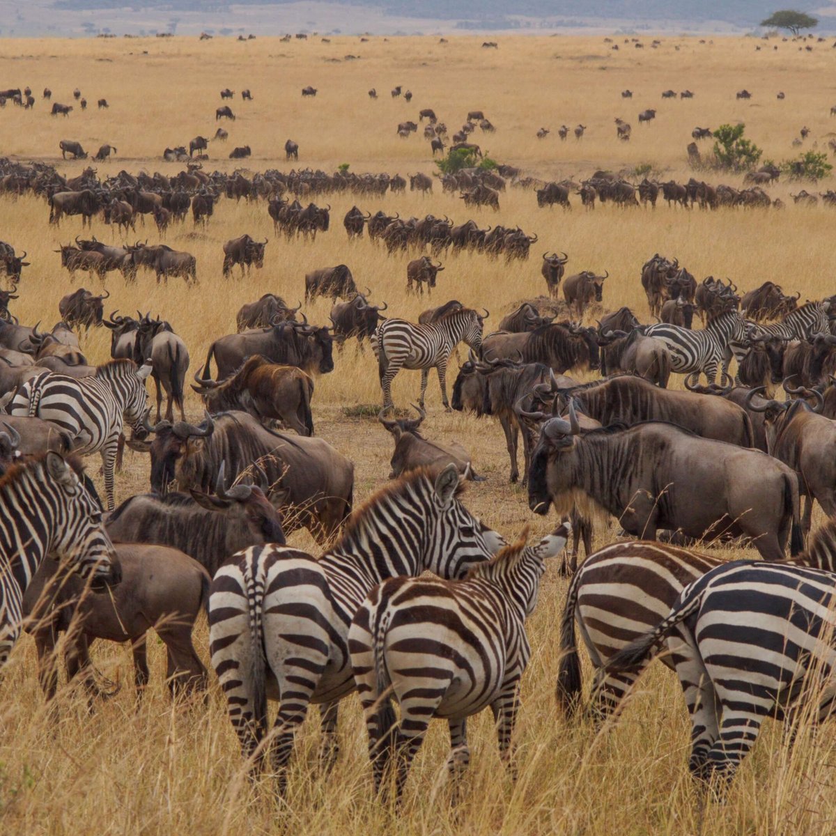 Arrival Serengeti Safari Arusha Tanzania Address Phone Number Tripadvisor 6198