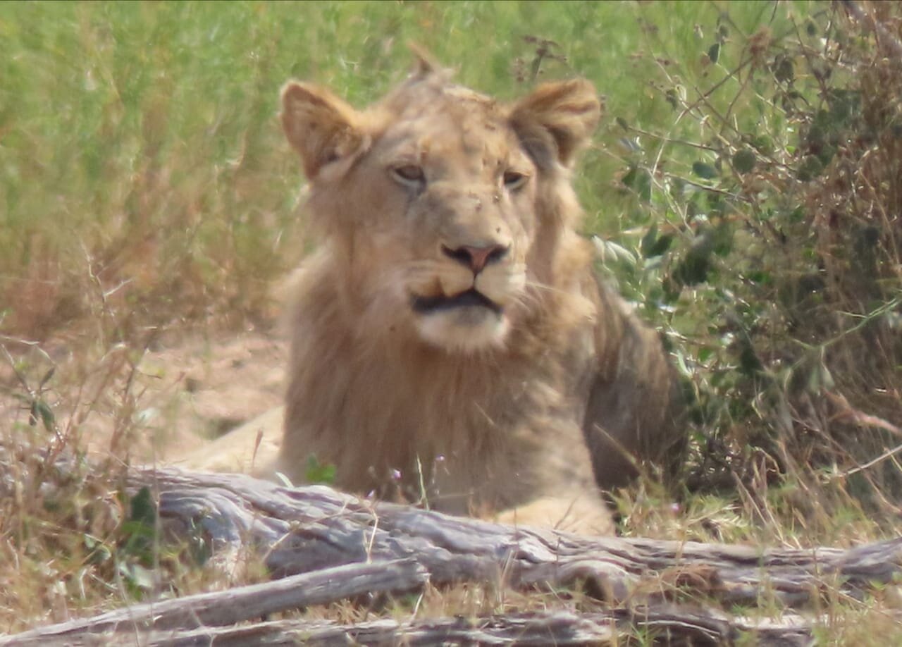 Kruger National Park - Private Sunrise Half Day Safari Trip.