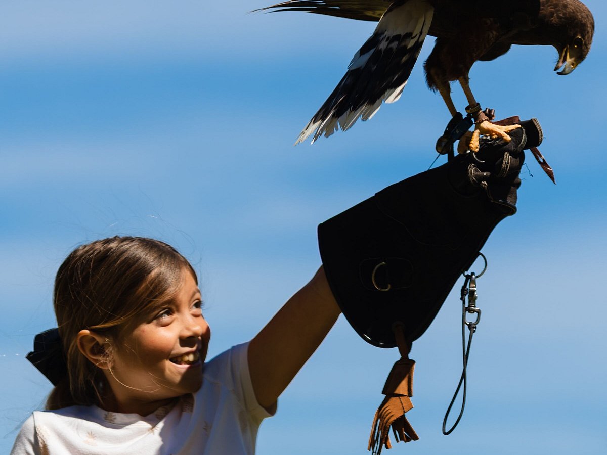 Brief foray into eagle aviary sees excitement build. - Elite Falconry