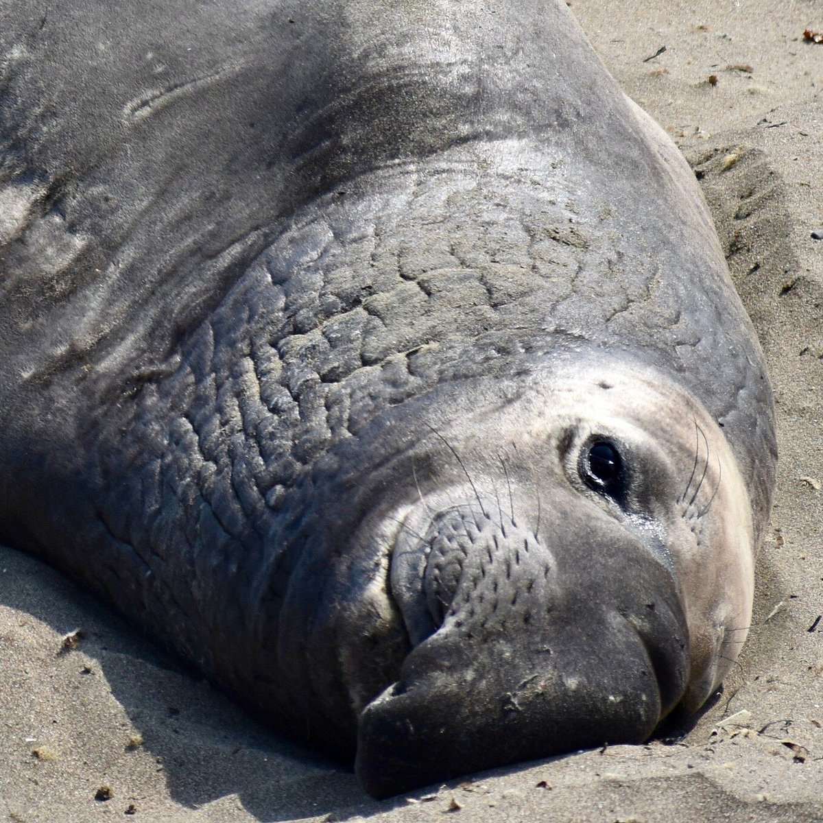 SEAL BEACH SCENIC OVERLOOK (Big Sur) - 2022 What to Know BEFORE You Go