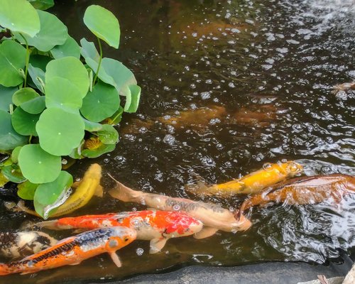 THE 10 BEST Zoos & Aquariums in North Carolina - Tripadvisor