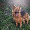 Ilias D