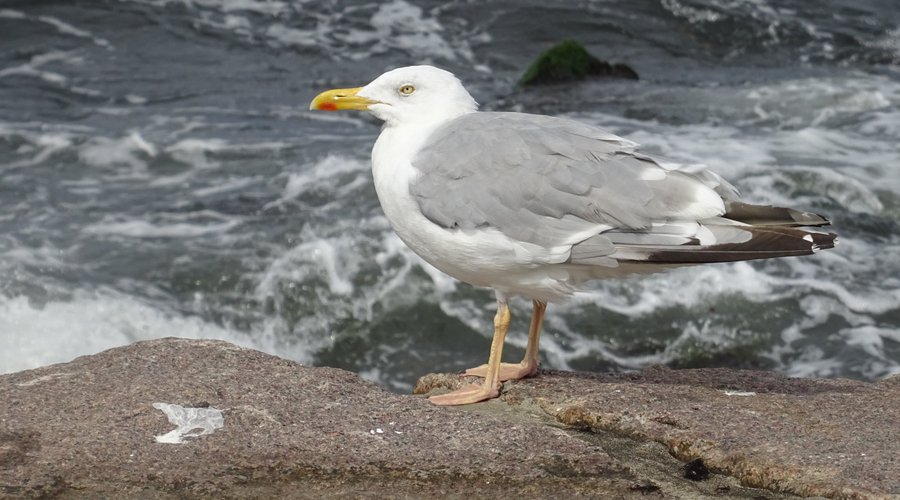 Sandvig Havn