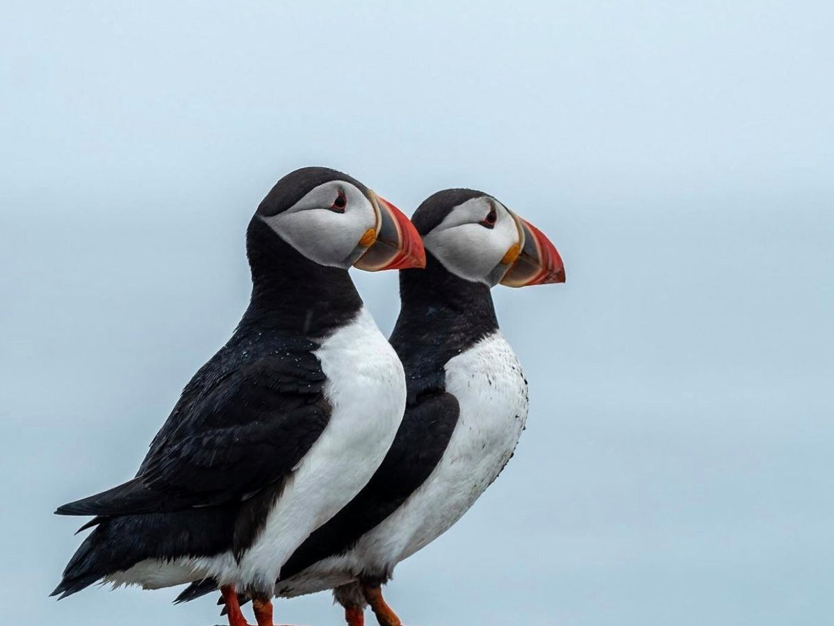 Puffin Tours- Maine Tourism Association