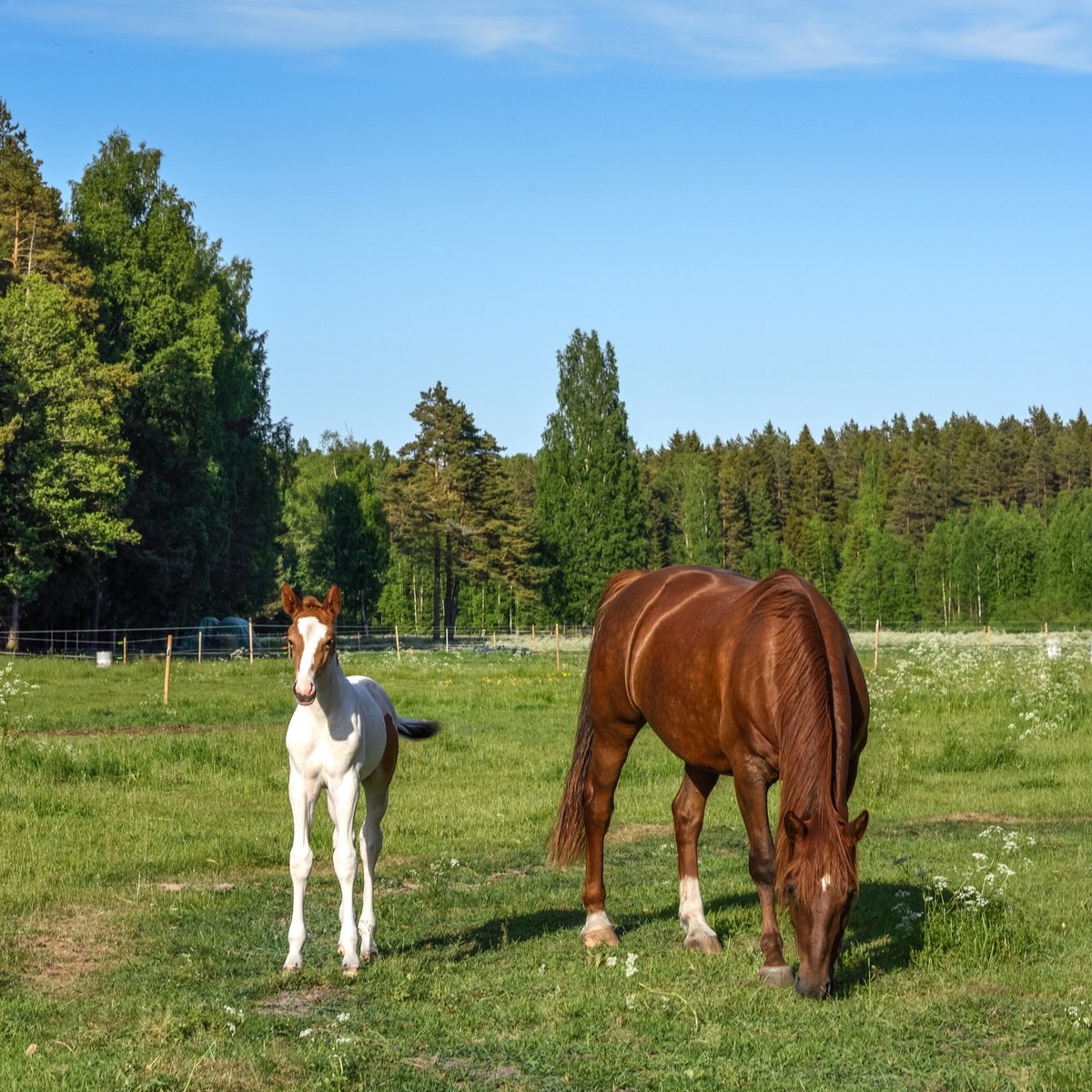 Tall horses