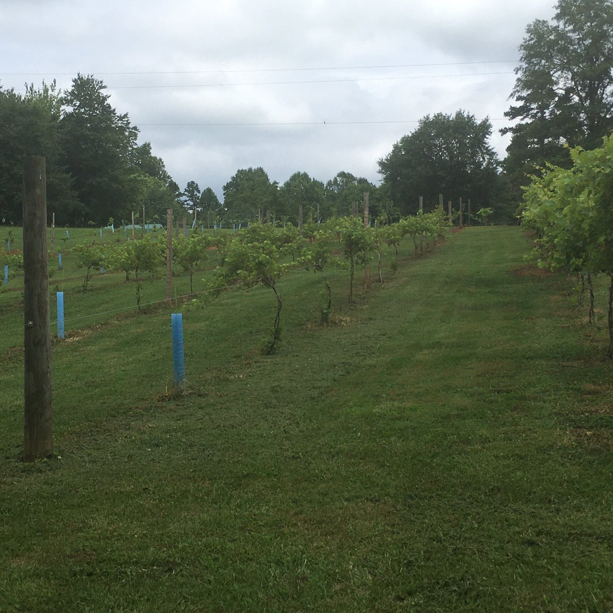 My Sweet Love Vineyard & Winery (Spindale) - All You Need to Know