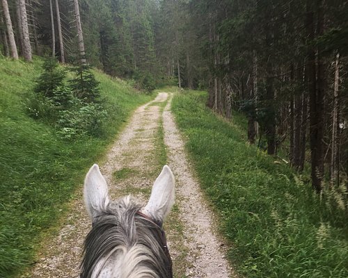 Cavalos Loiros Sorrir Prado Siusi Alpes Trentino Alto Adige Itália