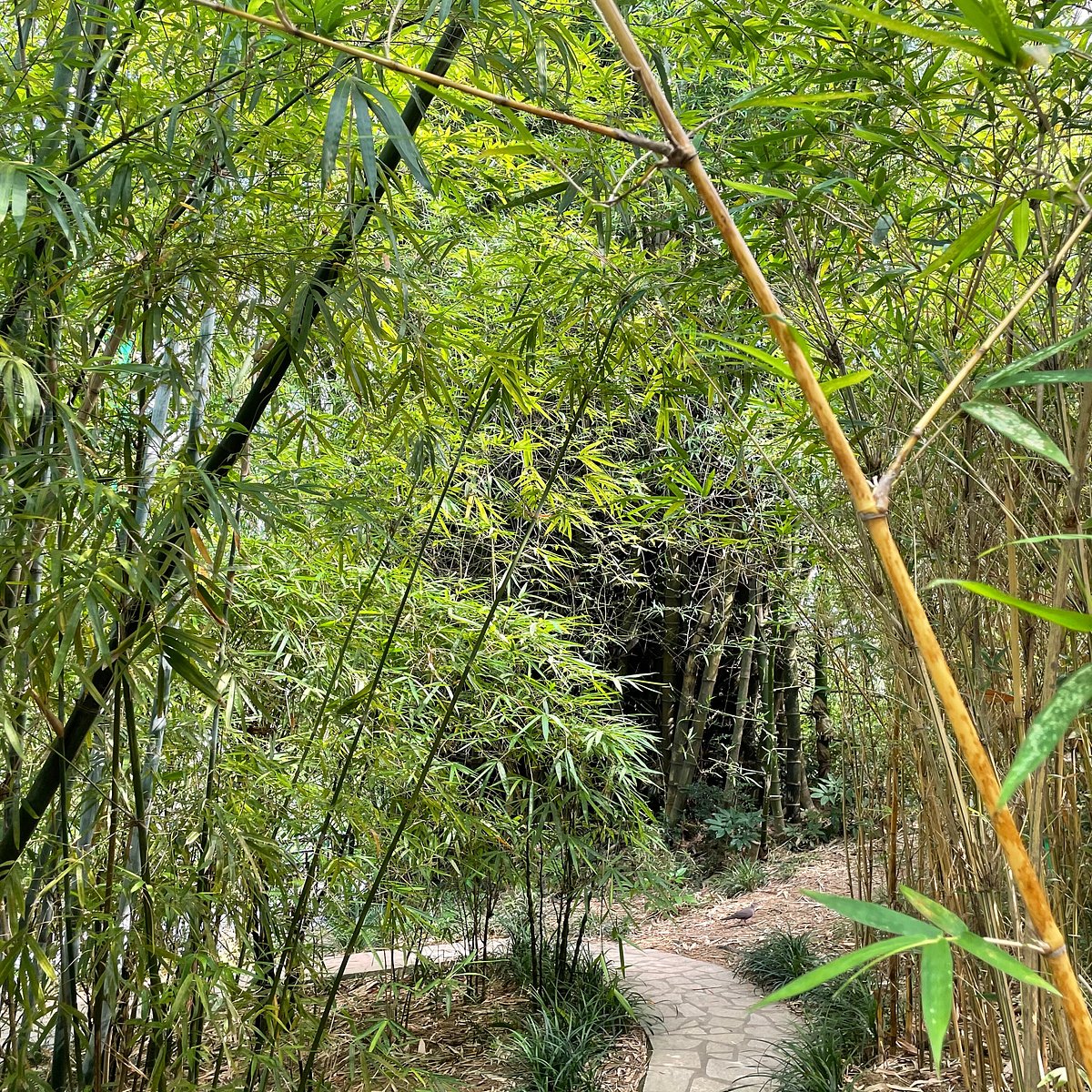 This Small Bamboo Grove ?w=1200&h=1200&s=1