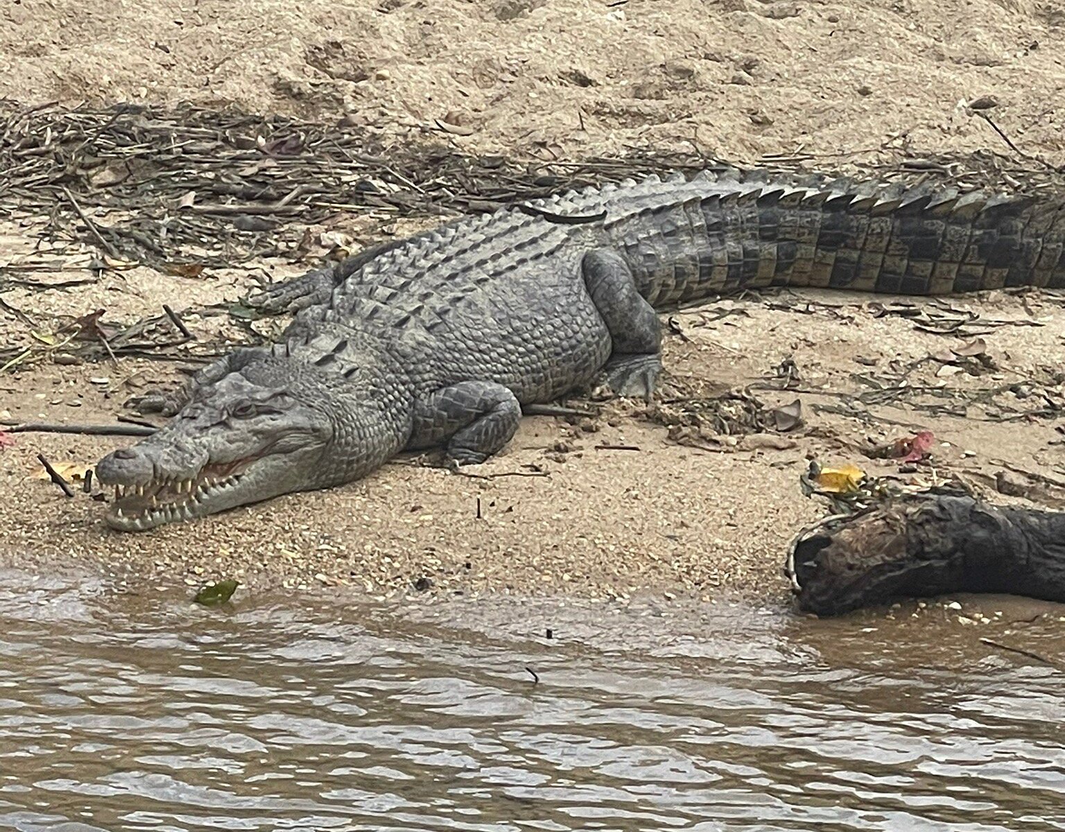 daintree crocodile tours reviews