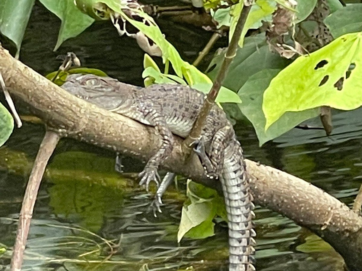 daintree crocodile tours reviews