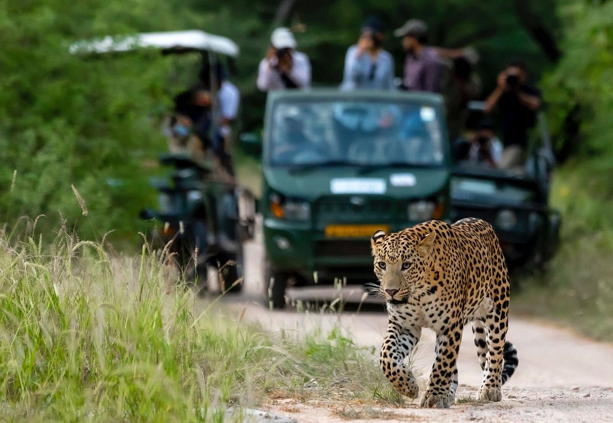 jhalana leopard safari park reviews