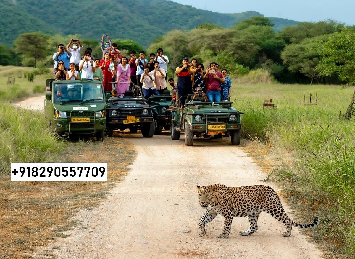 animal safari jaipur