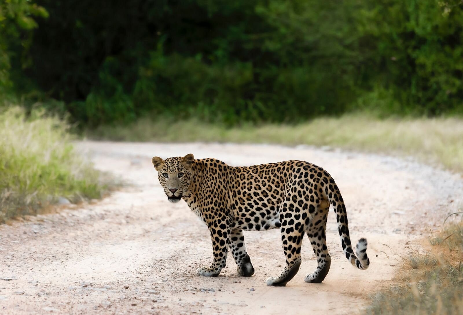 jhalana leopard safari blog