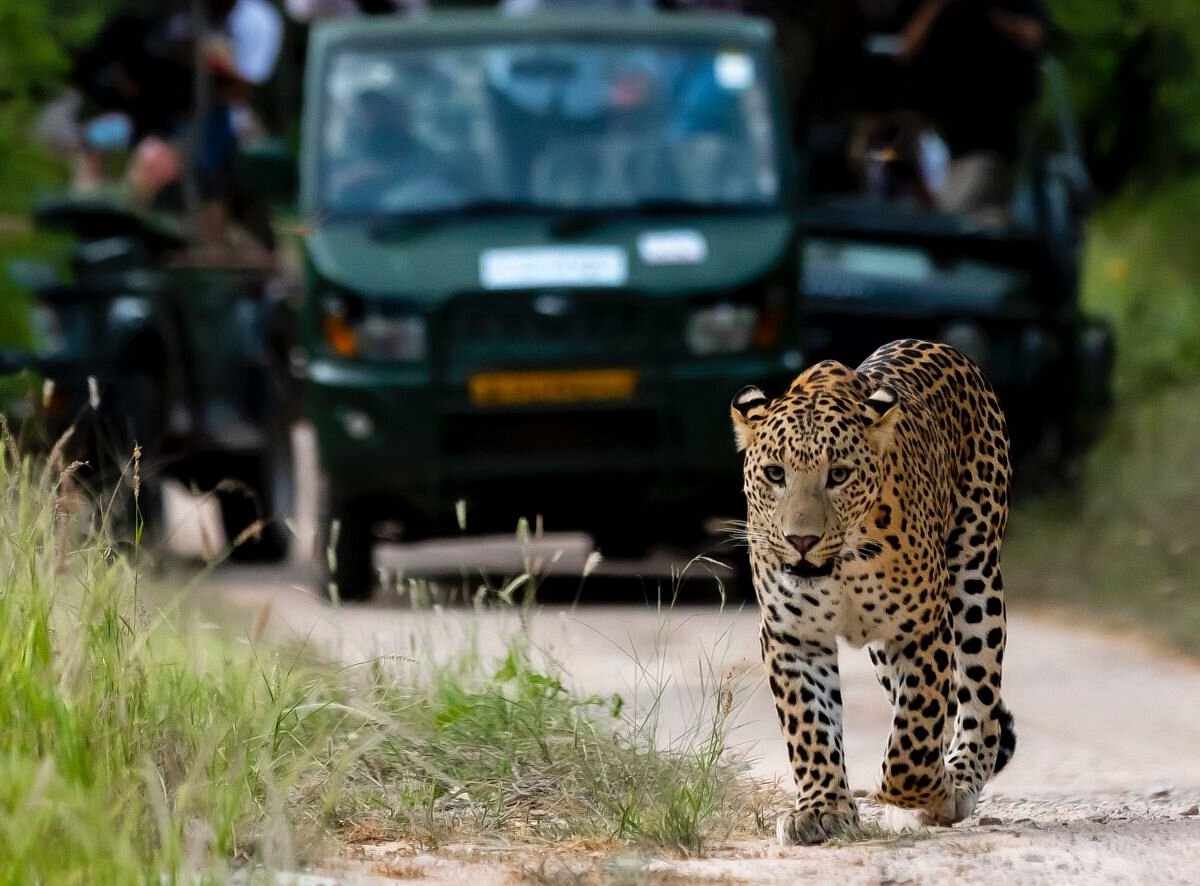 jhalana leopard safari park reviews
