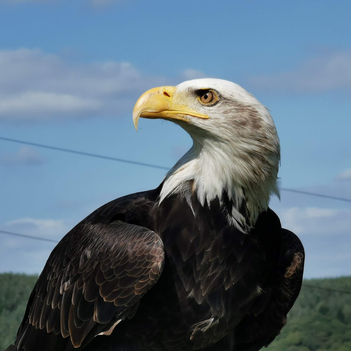 Falconry Experience Wales (Newtown) - Đánh giá - Tripadvisor