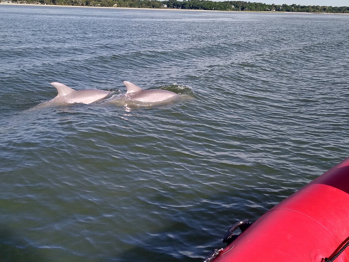 Commander Zodiac  Dolphin & Nature Tours Hilton Head Island