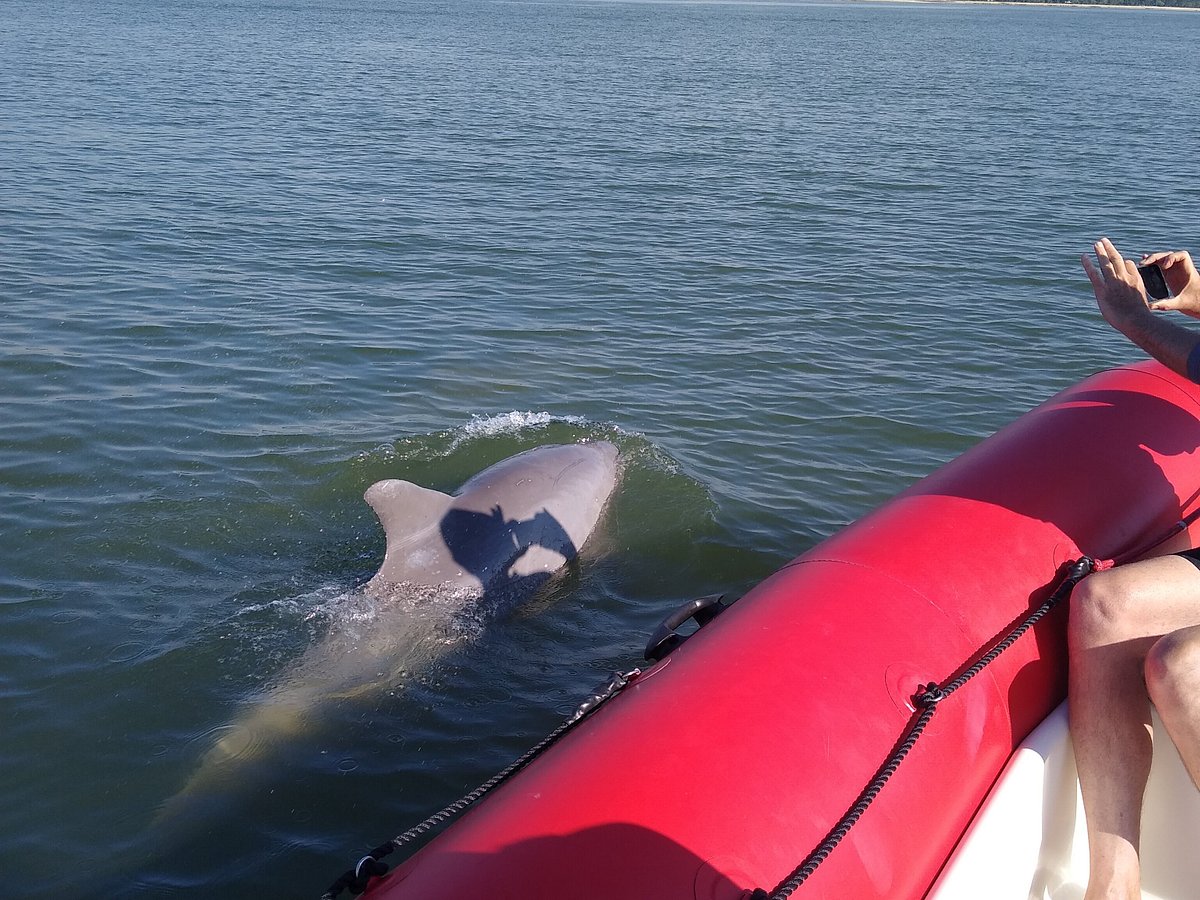 Commander Zodiac  Dolphin & Nature Tours Hilton Head Island