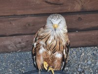 Burren Birds of Prey Centre - All You Need to Know BEFORE You Go (with  Photos)