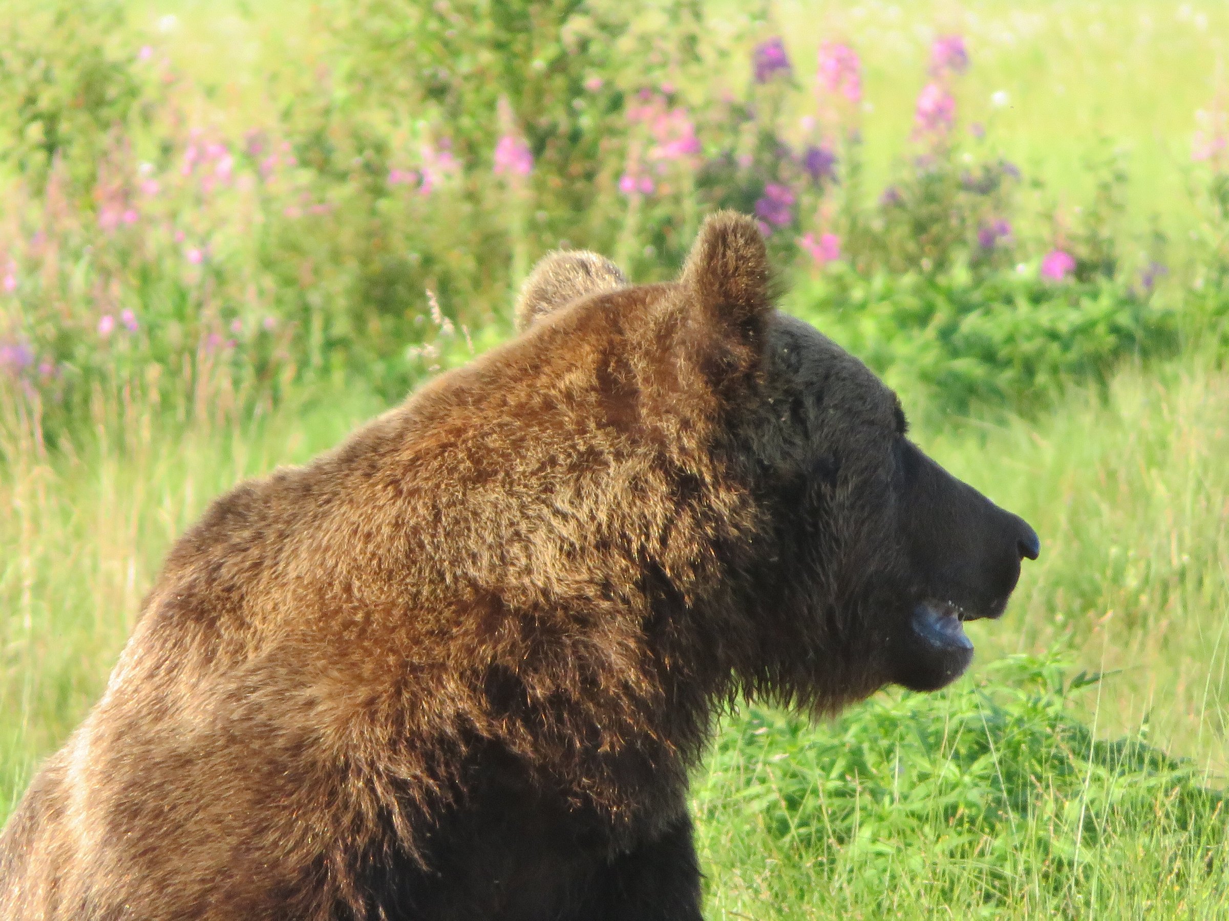 wildlife-safaris-finland-day-tours-kuhmo-all-you-need-to-know