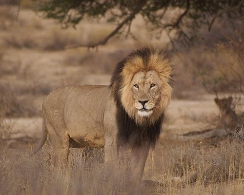 afrika namibia safari