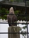 Burren Birds of Prey Centre Galway