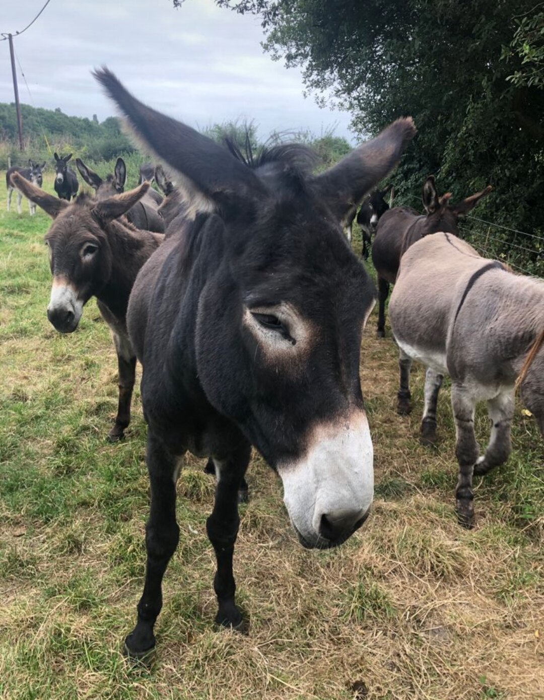 ISLAND FARM DONKEY SANCTUARY (Wallingford) - All You Need To Know ...