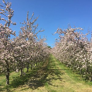Springtime in the orchard.