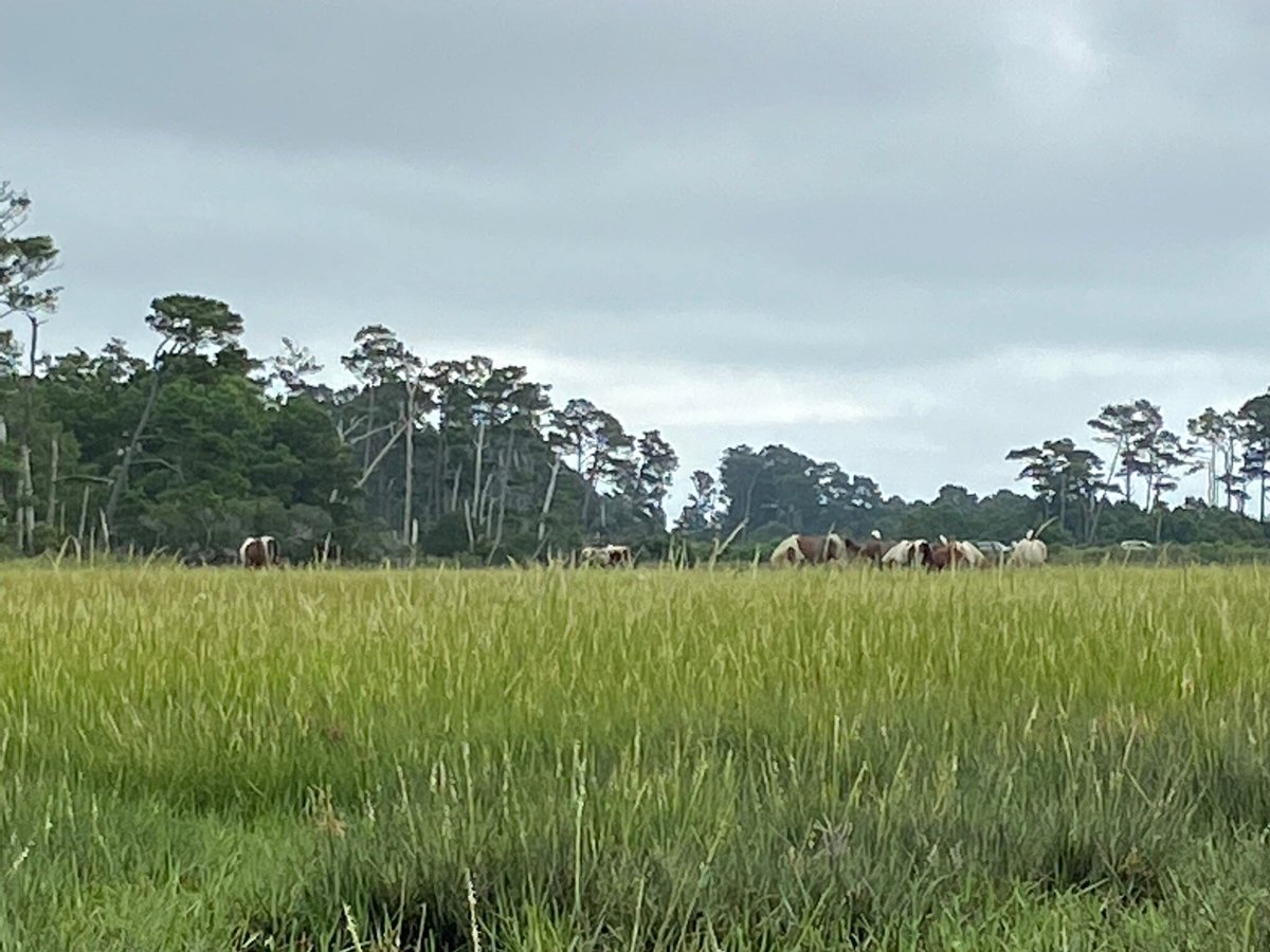 Assateague Explorer Wildlife Cruises Chincoteague Island 2022 Alles Wat U Moet Weten Voordat