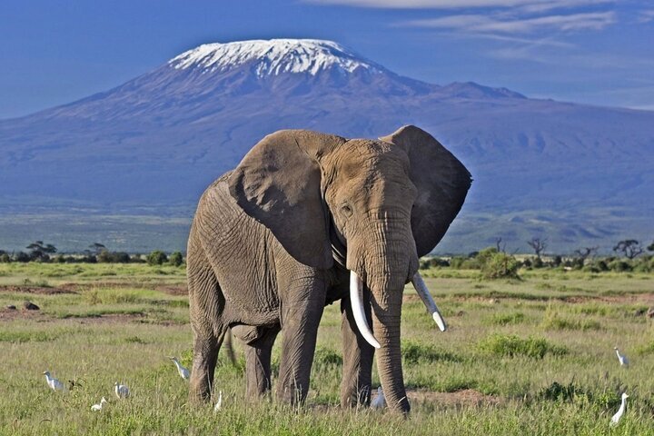 2024 5 Day Amboseli & Tsavo West Safari