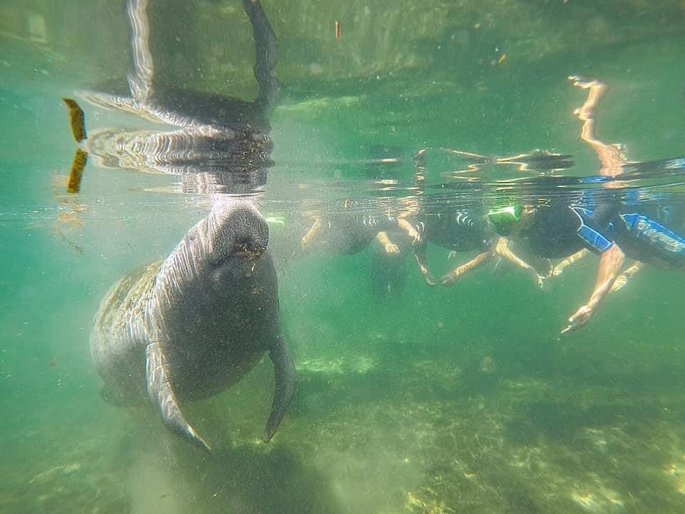 manatee tour and dive reviews