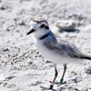 Sanibel Sea School