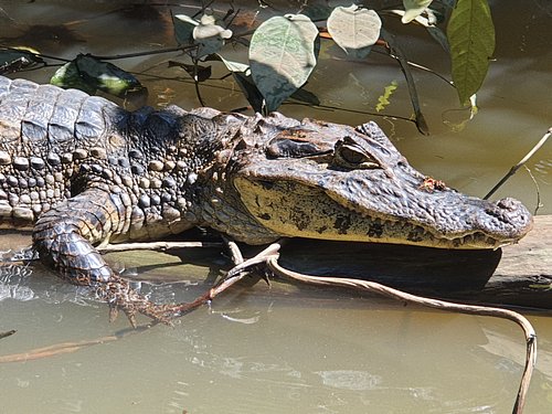 tortuguero boat tours