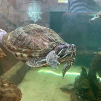 ZAKYNTHOS TURTLE RESCUE CENTER (Vasilikos) - All You Need to Know ...