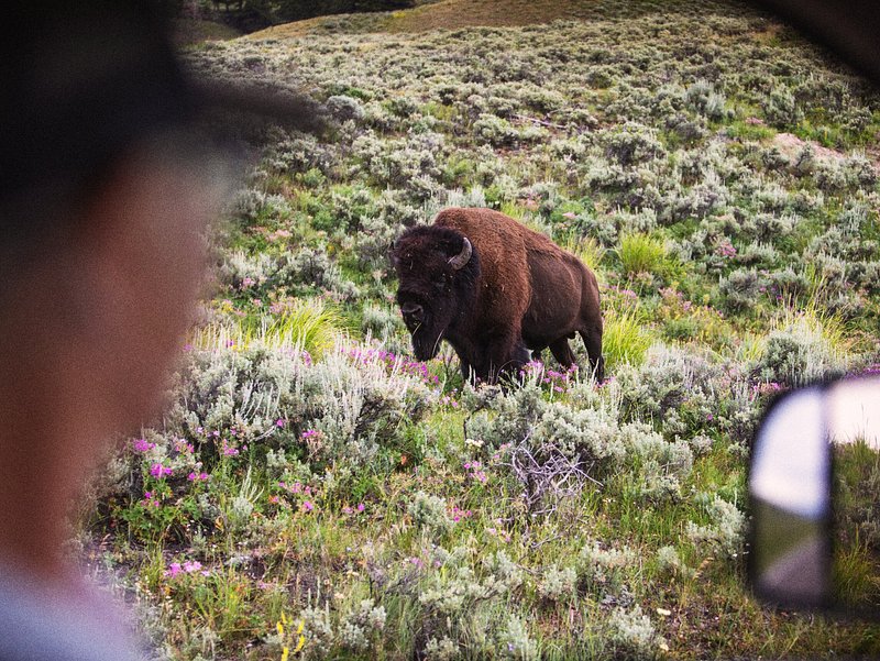 Wildlife Safari in Yellowstone