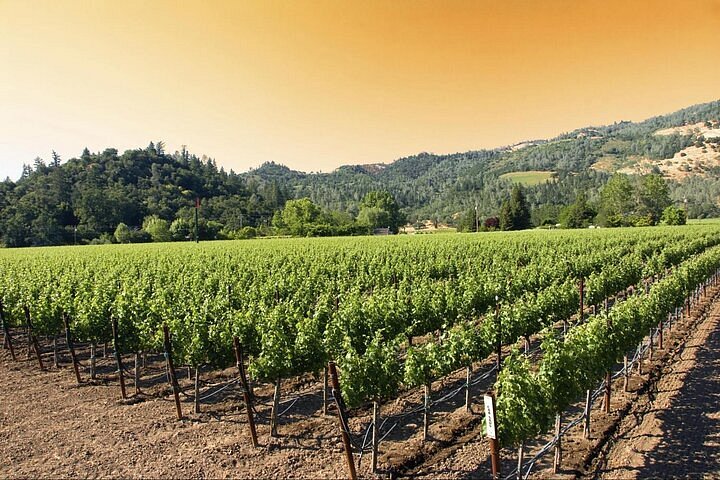 Wine & Wellness Tour in Napa Valley