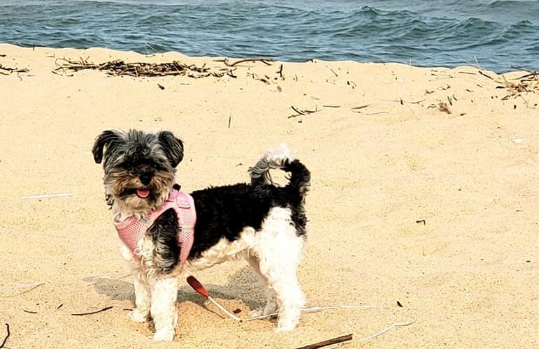 This is my service dog harper!  She had a blast too!