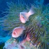 jeromediver