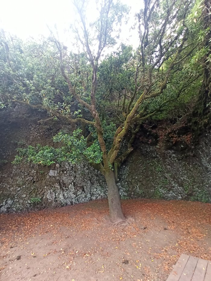 Imagen 10 de Garoé árbol santo