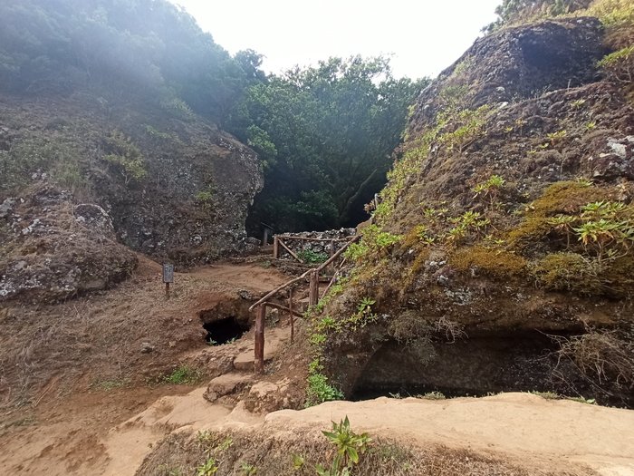 Imagen 9 de Garoé árbol santo
