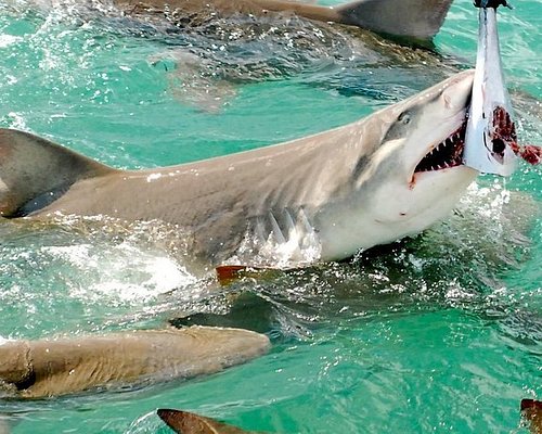 Key West haaien- en wilde-dierentour per catamaran