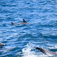 dolphin watching excursion in gibraltar