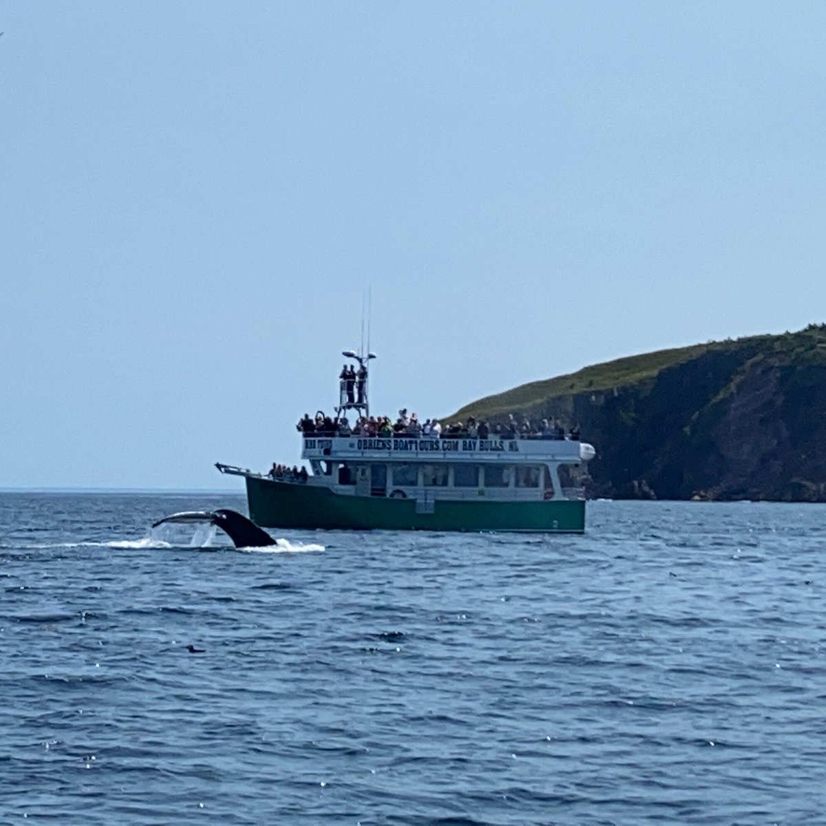 whale tours bay bulls