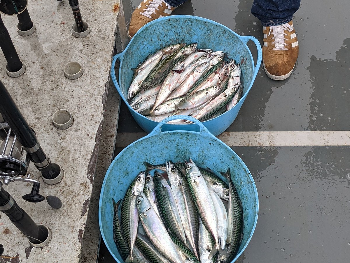 Mackerel Fishing Trips - Running From Tenby Harbour Daily!