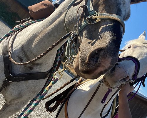 horseback riding tours vancouver island