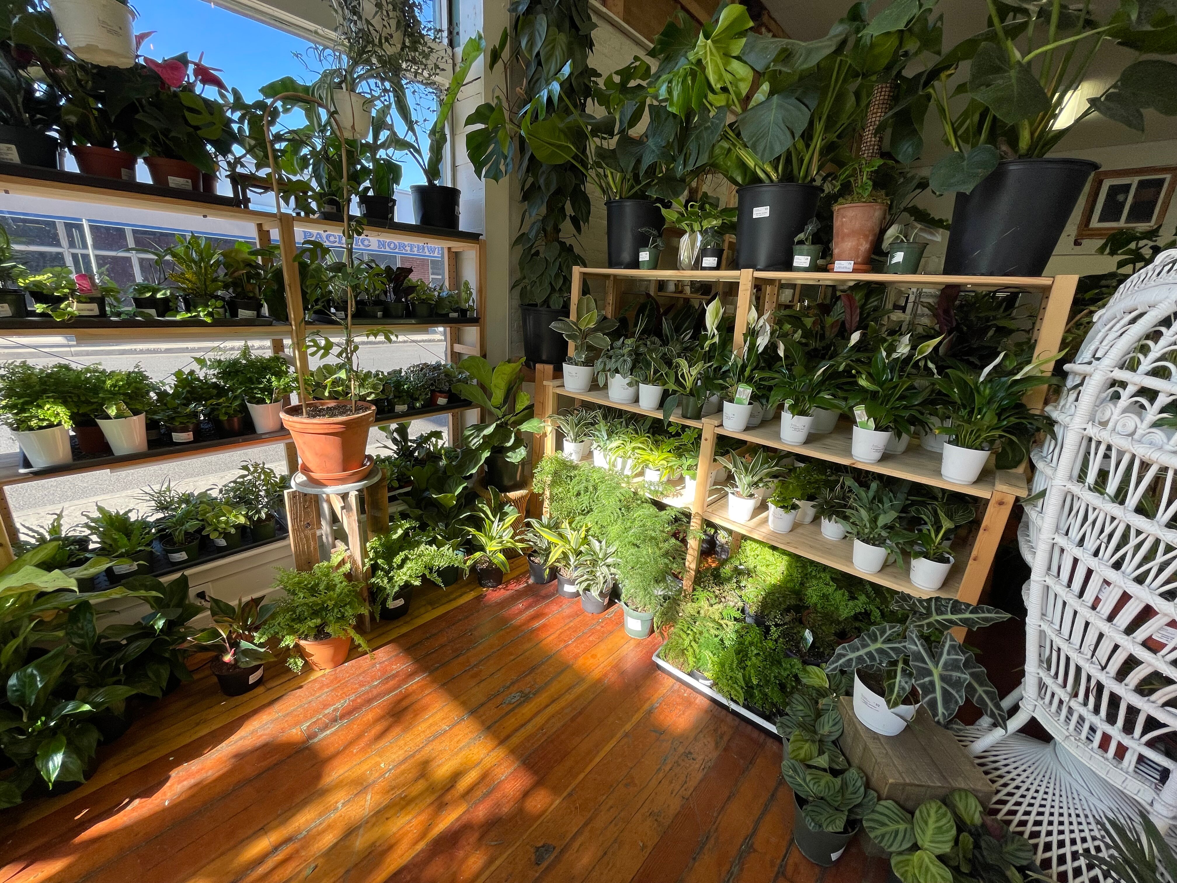 A Modern Plantsman Colfax Tripadvisor   A Full Shop Soaking In 