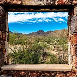 are dogs allowed at sonora arizona desert museum