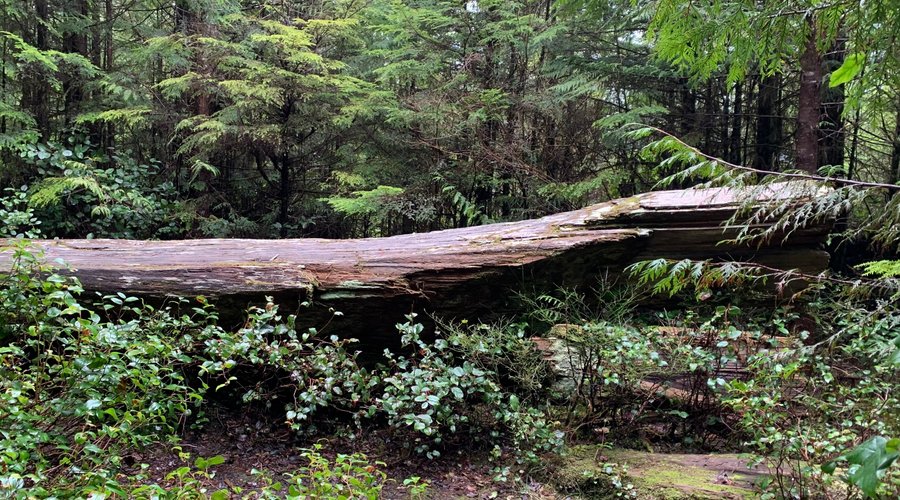 After a brisk walk, the abandoned canoe comes into focus