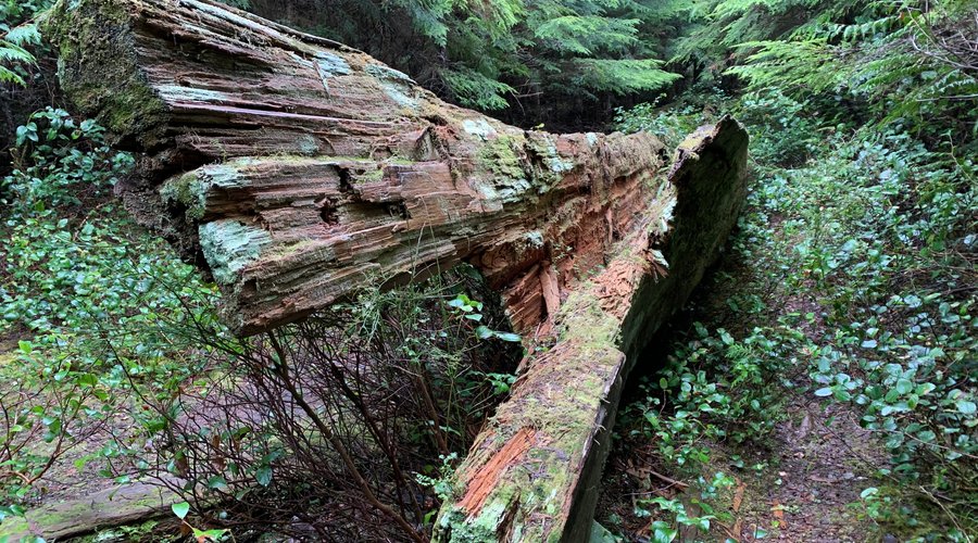 What stories might this Haida Canoe tell?