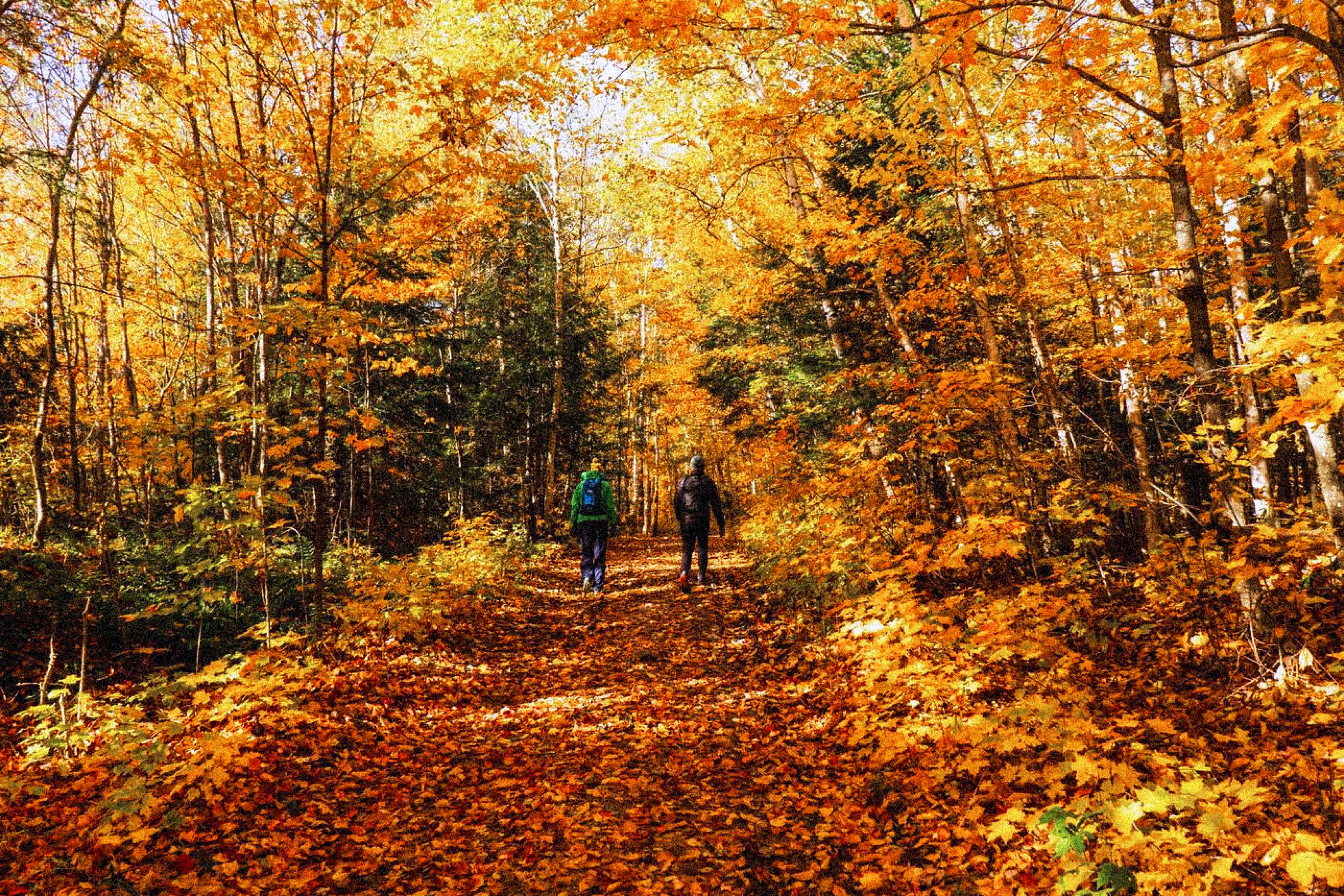 Best algonquin trails for fall outlet colours